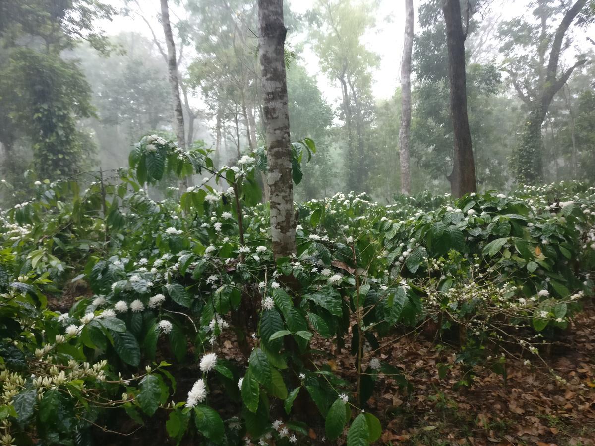 Robin Woods Homestay Sakleshpur Exterior photo